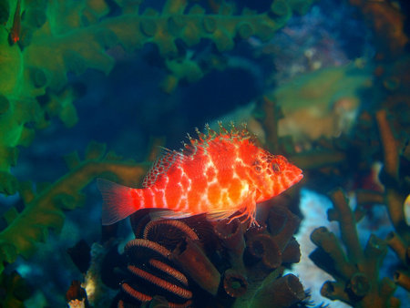 Scorpionfish, Philippines, Luzon Island, Aniloa