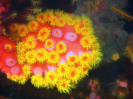 Stone coral, Philippines, Luzon Island, Aniloa