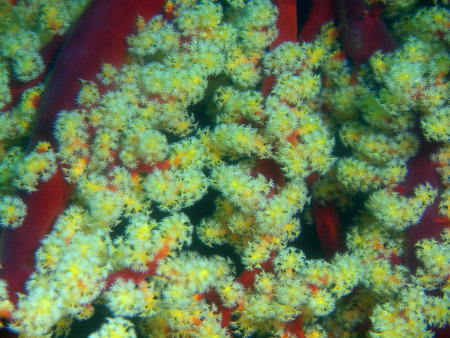 Gorgonian coral, Philippines, Luzon Island, Aniloa