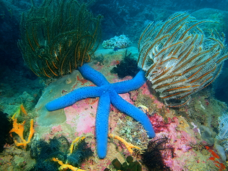 Starfish closeup photo, Philippines, Luzon Island, Aniloaの写真素材