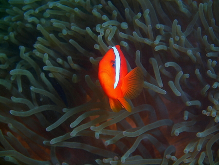 Fishclown, Philippines, Luzon Island, Aniloaの写真素材