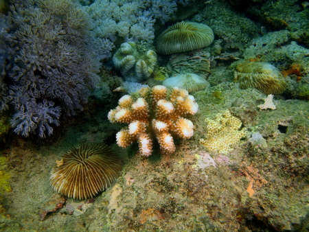 Stone coral, Philippines, Luzon Island, Aniloaの写真素材