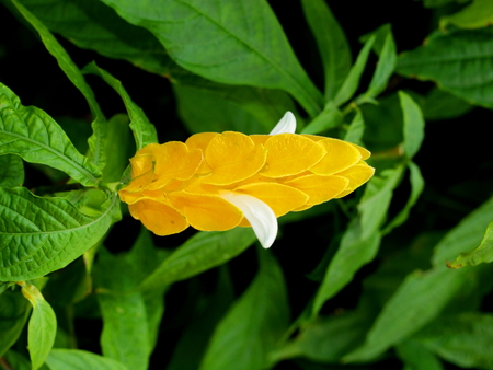 Tropical flower, Vietnam, near the city of Nha Trangの写真素材