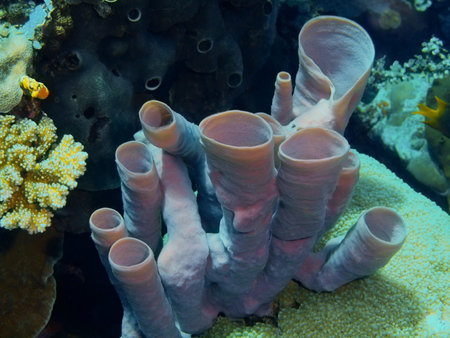 Demosponge, Indonesia, North Sulawesi, Bunaken Islandの写真素材