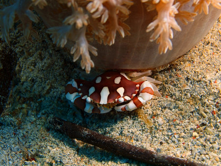 Crab, Indonesia, North Sulawesi, Bunaken Islandの写真素材