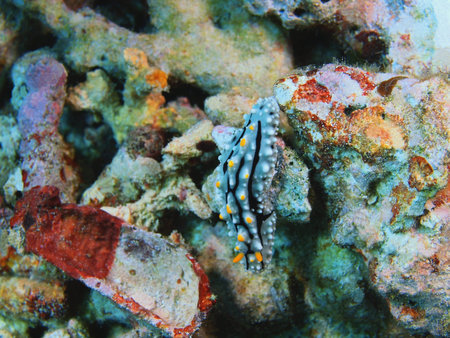 Sea slug, Indonesia, North Sulawesi, Bunaken Islandの写真素材