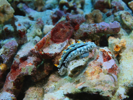 Sea slug, Indonesia, North Sulawesi, Bunaken Islandの写真素材