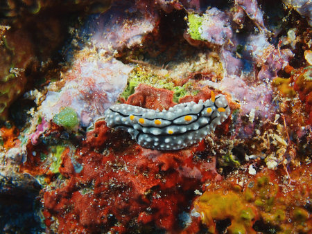 Sea slug, Indonesia, North Sulawesi, Bunaken Islandの写真素材