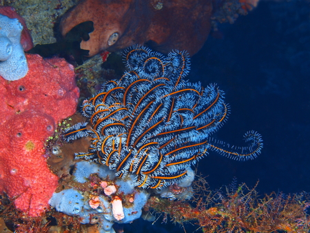 Crinoid, North Sulawesi, Bunaken Islandの写真素材