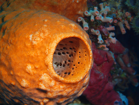 Demosponge, North Sulawesi, Bunaken Islandの写真素材