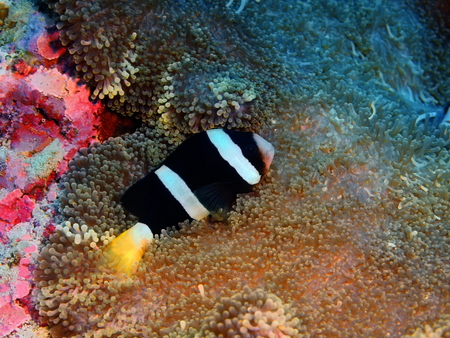 Clownfish, North Sulawesi, Bunaken Islandの写真素材