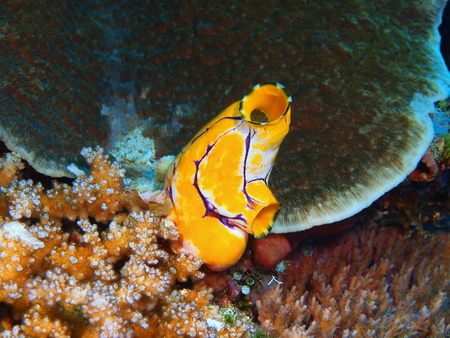 Sea squirt, Indonesia, North Sulawesi, Bunaken Islandの写真素材
