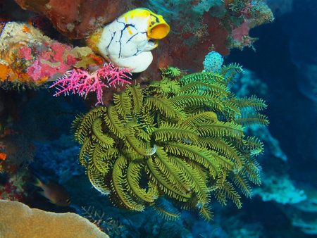 Crinoid, Indonesia, North Sulawesi, Bunaken Island