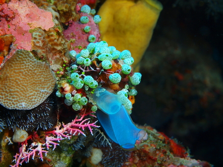 Sea squirts, Indonesia, North Sulawesi, Bunaken Islandの写真素材