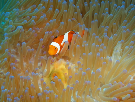 Clownfish, Indonesia, North Sulawesi, Bunaken Islandの写真素材