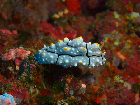 Sea slug, North Sulawesi, Bunaken Islandの写真素材