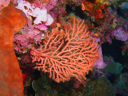Gorgonian coral, North Sulawesi, Bunaken Islandの写真素材