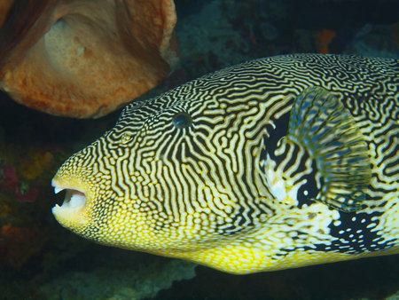 Toothed fish, North Sulawesi, Bunaken Island
