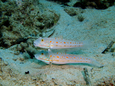 Coral fishes, North Sulawesi, Bunaken Islandの写真素材