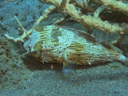 Boxfish, Indonesia, North Sulawesi, Manado