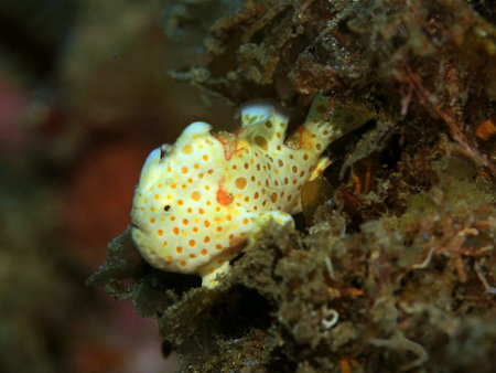 Frog fish, Indonesia, North Sulawesi, Manado