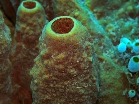 Sea sponge, Indonesia, North Sulawesi, Manadoの写真素材
