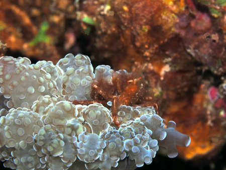 Orangutan crab, Indonesia, North Sulawesi, Manado