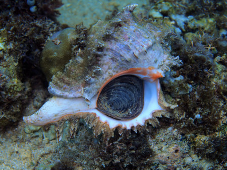 Murex, Indonesia, North Sulawesi, Manado