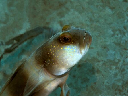 Goby fish, Indonesia, North Sulawesi, Manadoの写真素材