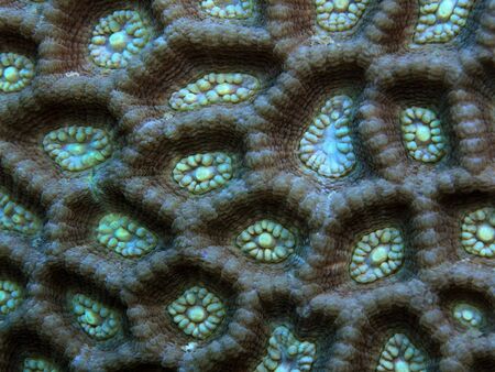Stone coral, Indonesia, North Sulawesi, Manadoの写真素材