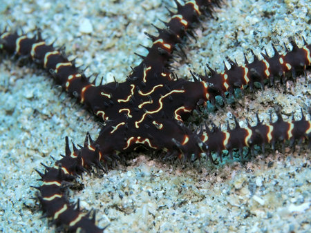 Brittlestar, Indonesia, North Sulawesi, Manado