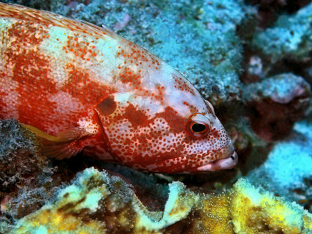 Grouper, Indonesia, North Sulawesi, Manado