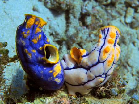 Sea squirts, Indonesia, North Sulawesi, Manado