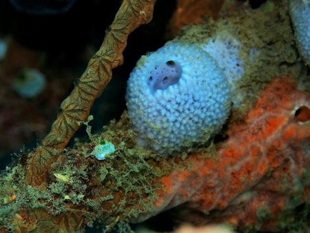 Sea sponge, Indonesia, North Sulawesi, Manado