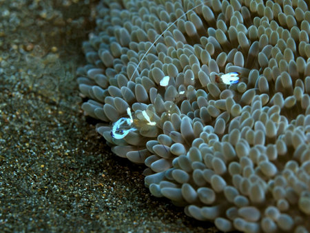 Transparent coral shrimp, Indonesia, North Sulawesi, Manadoの写真素材