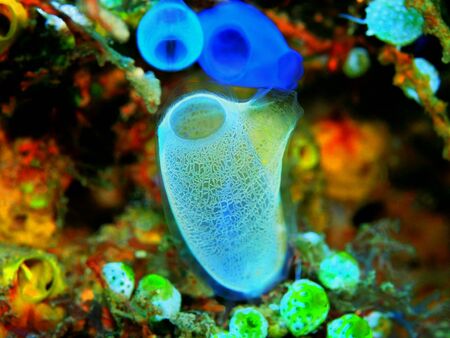 Sea squirt, Indonesia, North Sulawesi, Manadoの写真素材