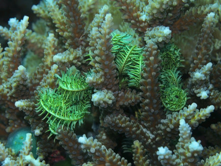 Stone coral, Indonesia, North Sulawesi, Manado