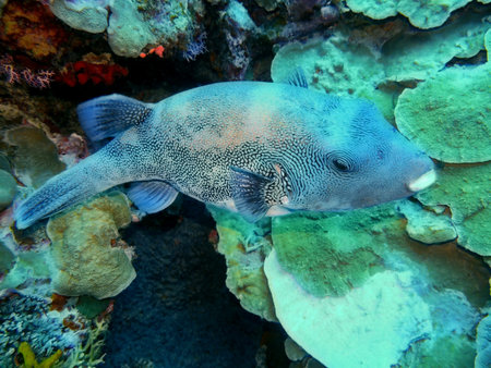 Boxfish, Indonesia, North Sulawesi, Manado