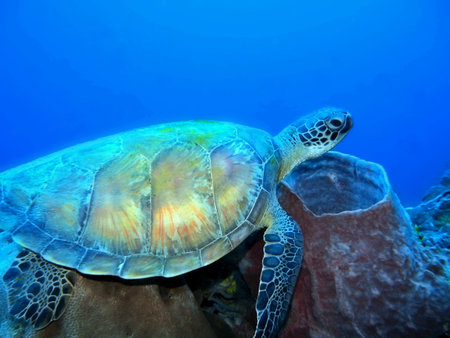 Sea turtle, Indonesia, North Sulawesi, Manado