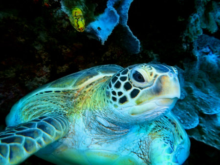 Sea turtle, Indonesia, North Sulawesi, Manado