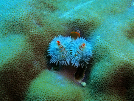 Tube worm, Indonesia, North Sulawesi, Manadoの写真素材
