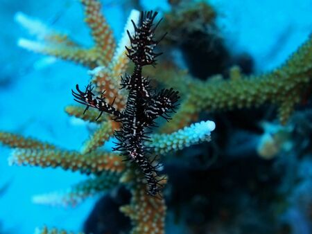 Sea horse, Indonesia, North Sulawesi, Manadoの写真素材