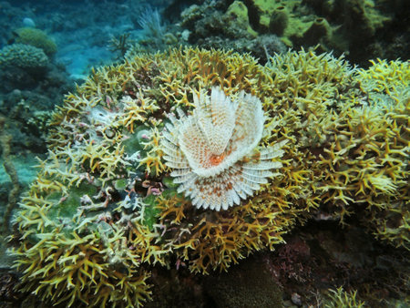 Tube worm, Indonesia, North Sulawesi, Manadoの写真素材