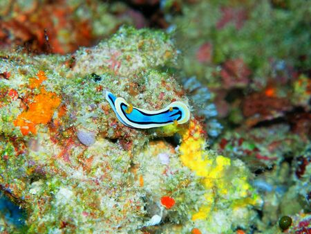 Sea slug, Indonesia, North Sulawesi, Manadoの写真素材
