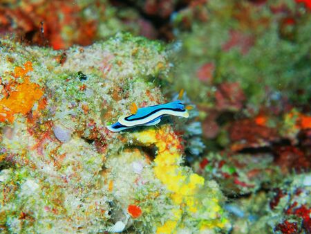 sea slug, Indonesia, North Sulawesi, Manadoの写真素材