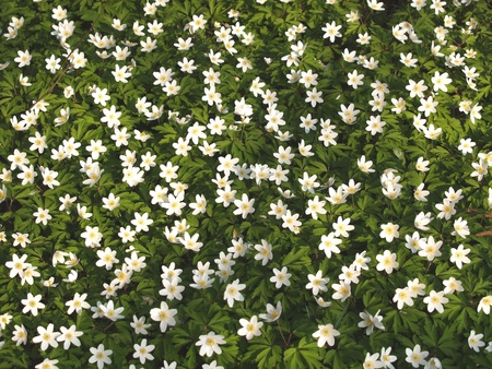 Anemone    の写真素材