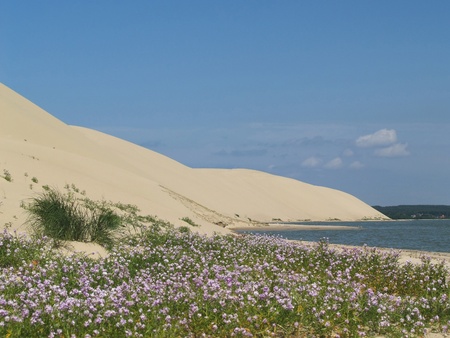 Sandy dunes of the Kurshsky plait, Russiaの写真素材