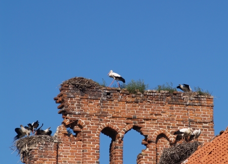 Colony of storks on ruins of old German churchthe の写真素材