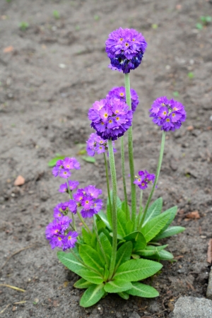 Blossoming primrose  the crenulate violetの写真素材