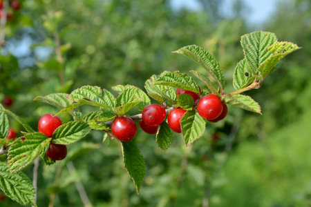 Cherry felt  Chinese  with red fruits